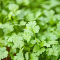 fresh cilantro